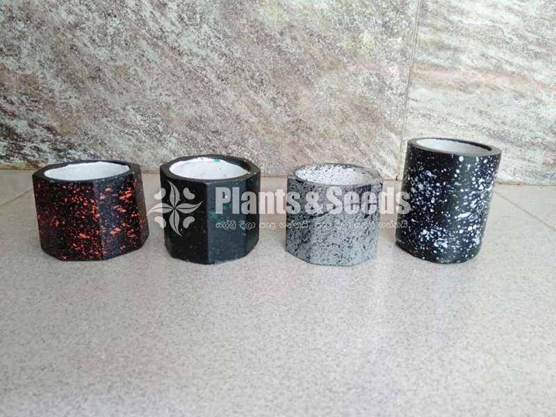 Cactus Pots