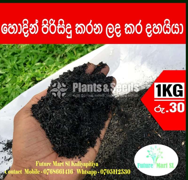 Dhayya(අළු රහිත කර දහයියා)