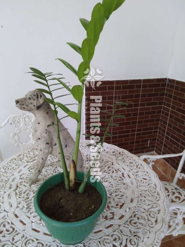 Lucky plant 