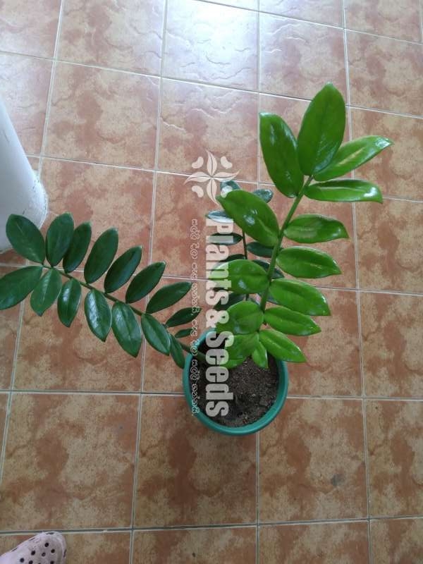 Lucky plant 