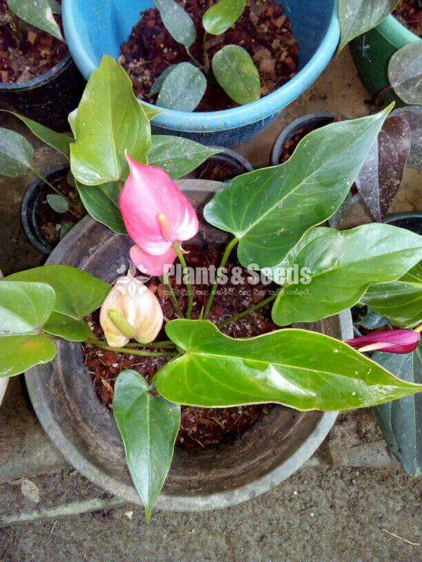 Lady Jane Anthurium  (ලේඩි ජේන් )