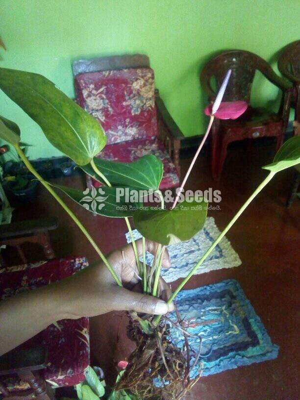 Lady Jane Anthurium  (ලේඩි ජේන් )