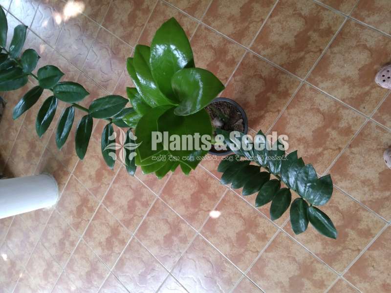  lucky plant for sale
