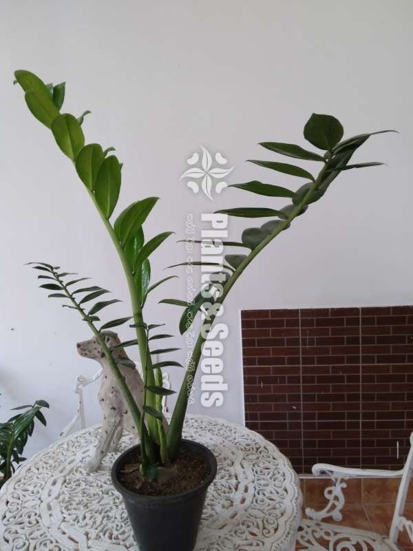  lucky plant for sale