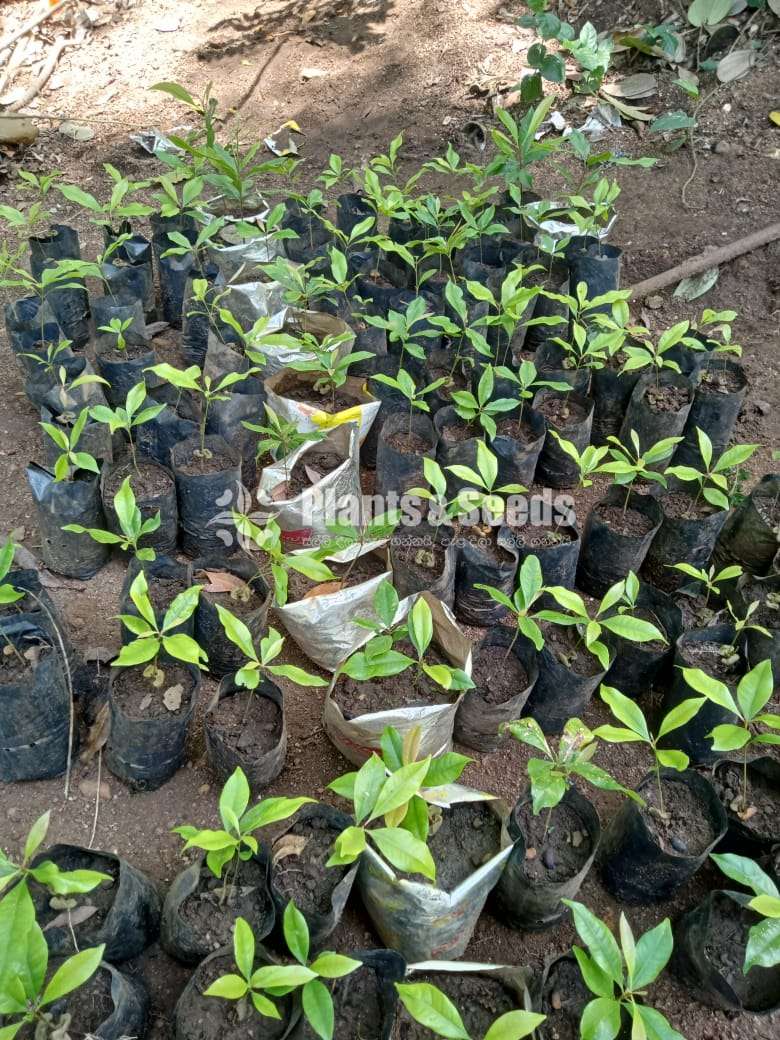Clove (කරාබුනැටි පැල)
