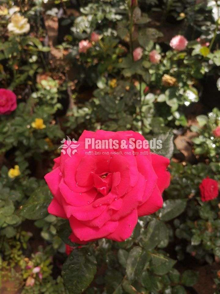 Roses