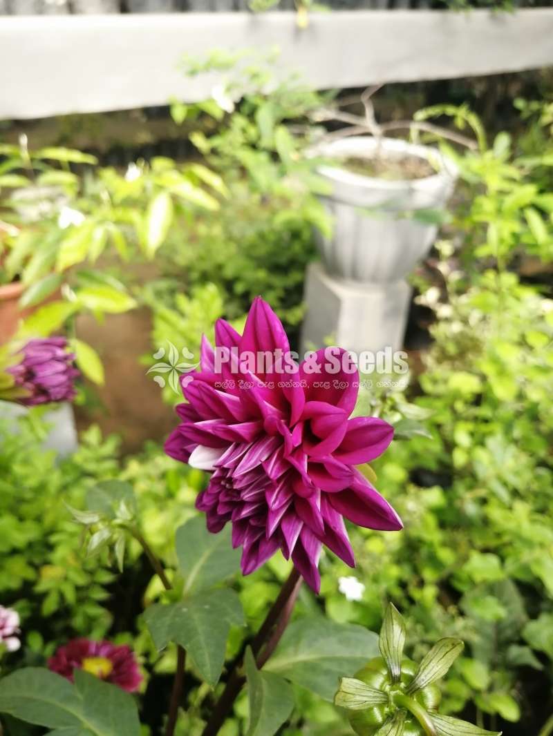 Deliya (ඩේලියා)