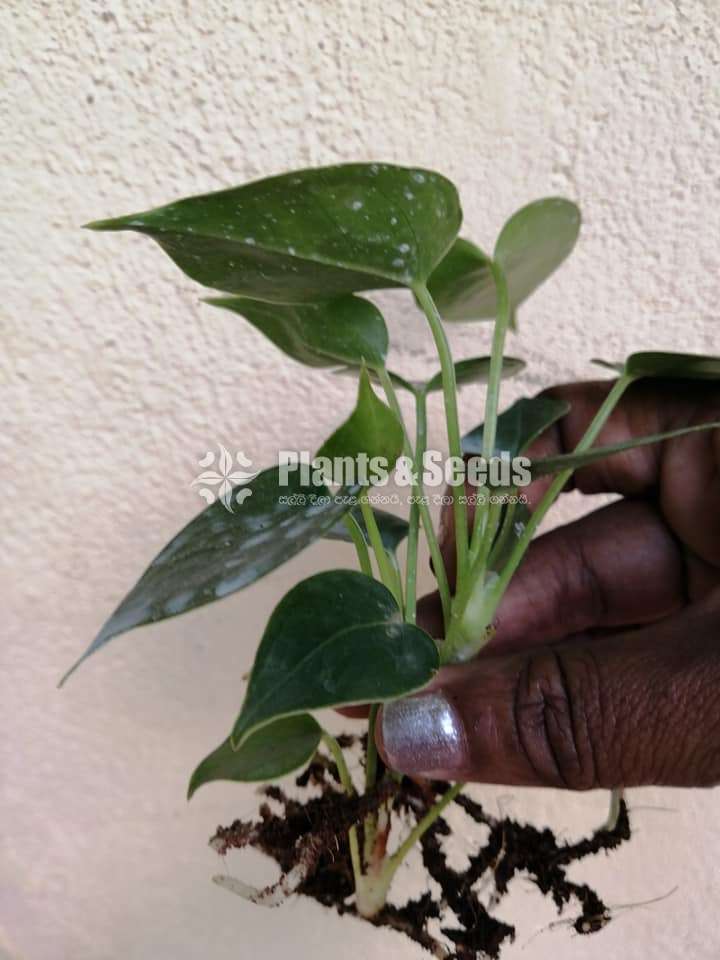 Anthurium Package