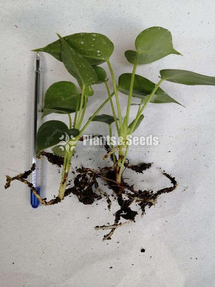Anthurium Package