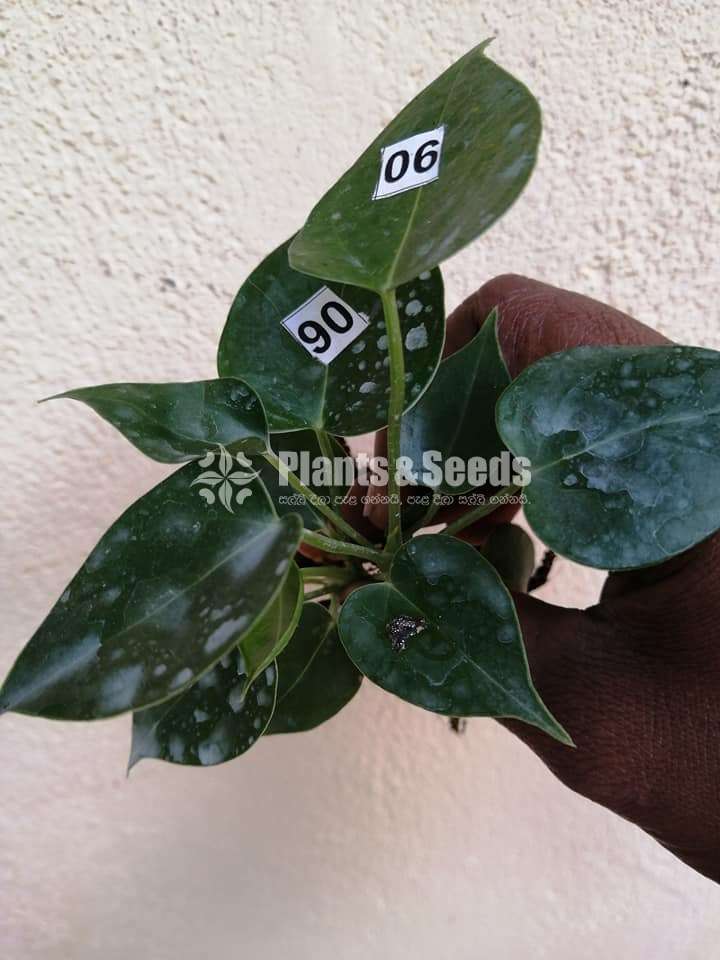 Anthurium Package