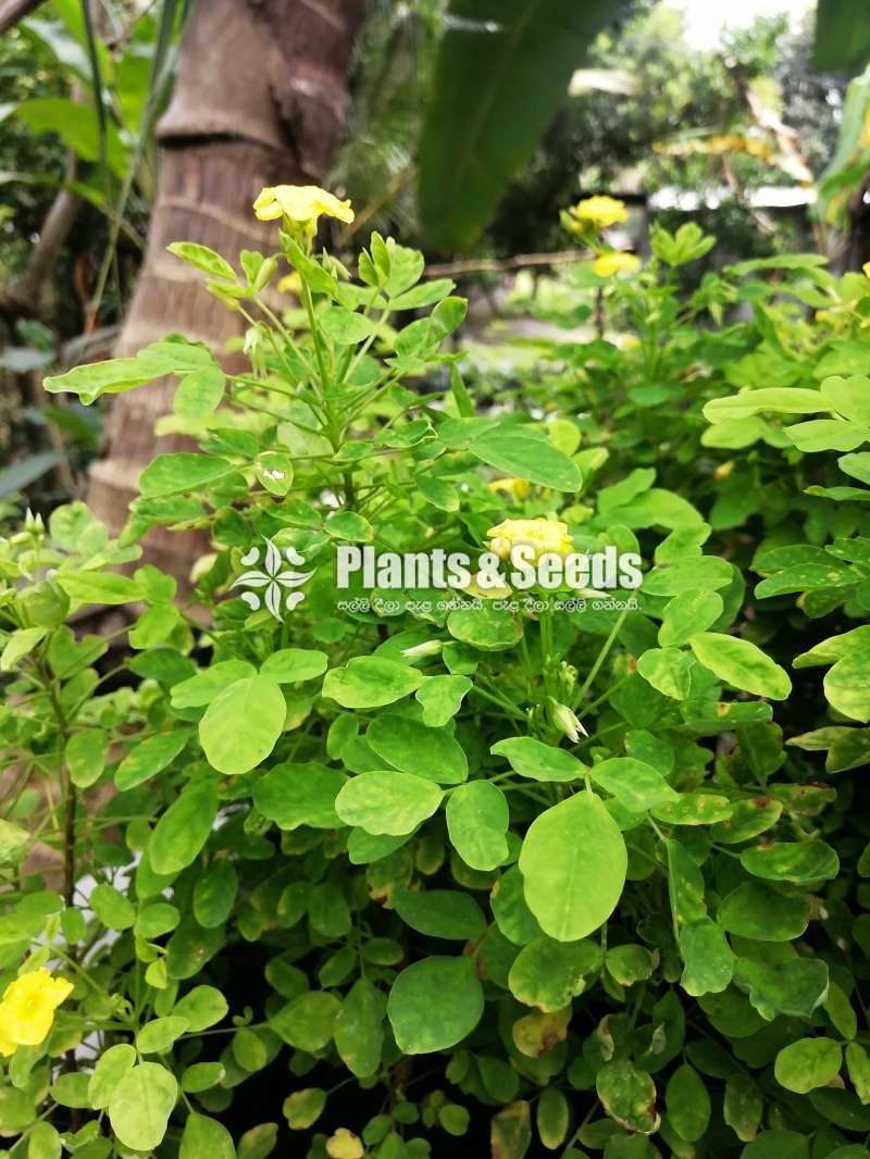 Kuru ahala(කුරු ඇහැල ),බේබි ඇහැල,ලොකු ඇහැල