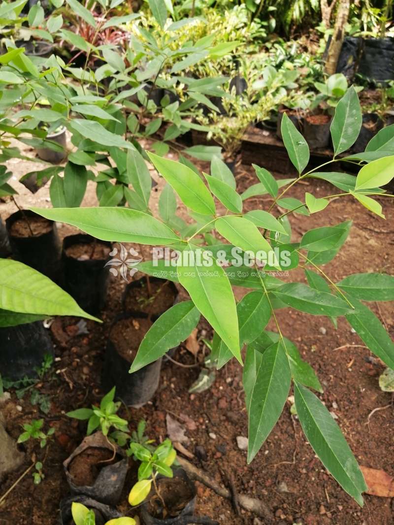 Kuru ahala(කුරු ඇහැල ),බේබි ඇහැල,ලොකු ඇහැල