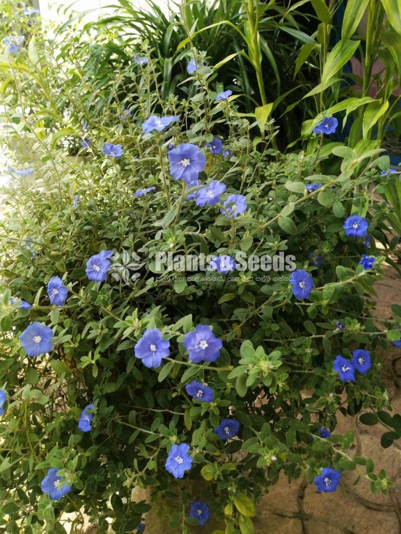  විෂ්ණුකාන්ති පැල (Vishnukranthi Plants)