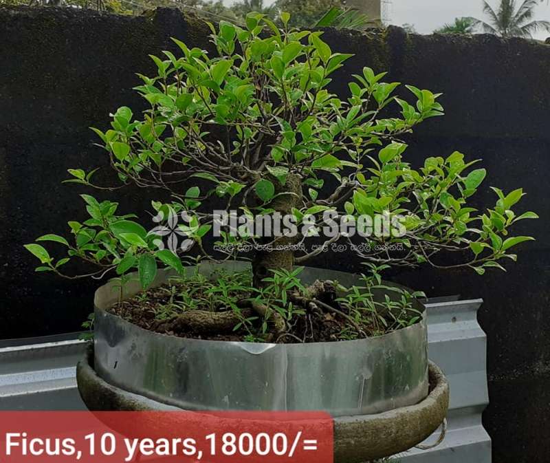 Ficus Bonsai