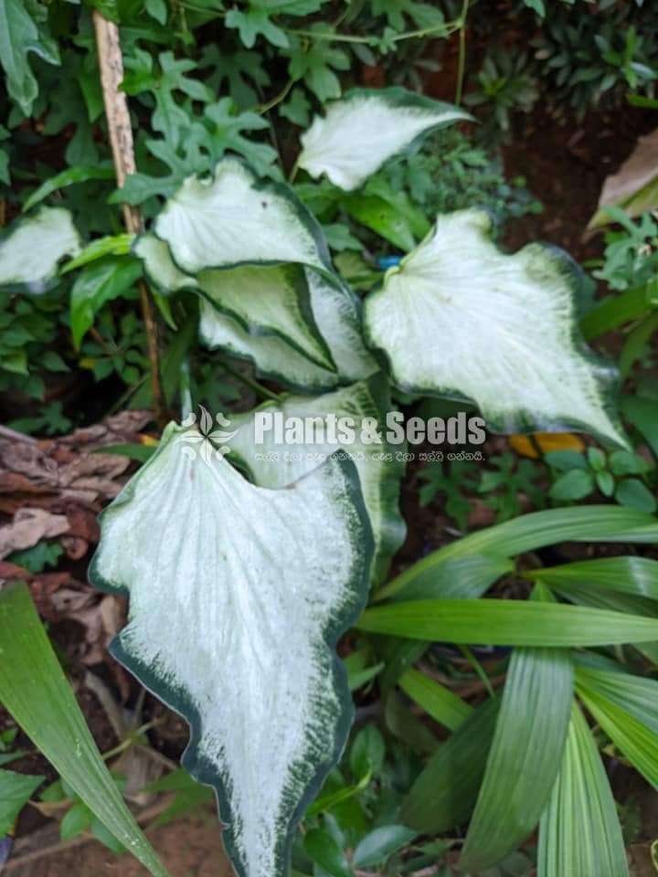 Caladium Collection
