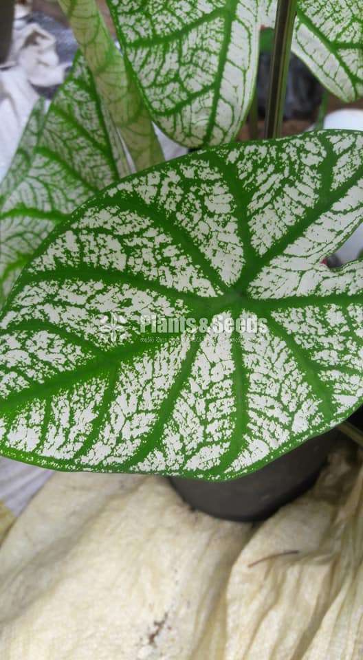 Caladium Collection