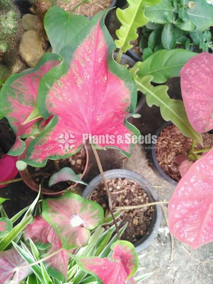 Caladium Collection