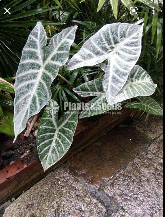 Caladium Collection