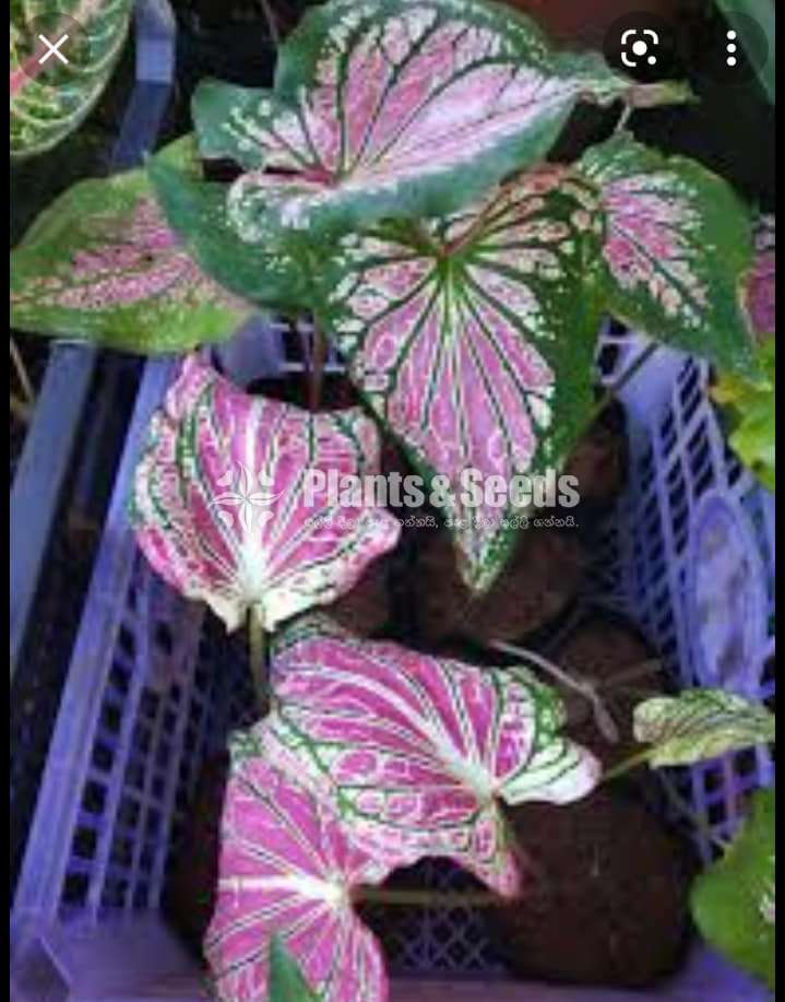 Caladium Collection