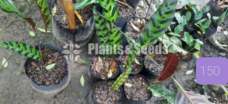 Calatheya Plants (Rattlesnake )