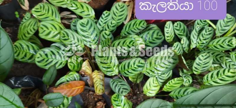 Calatheya Plants (Makoyana )