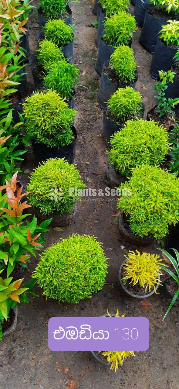 Eodia (එඕඩියා)