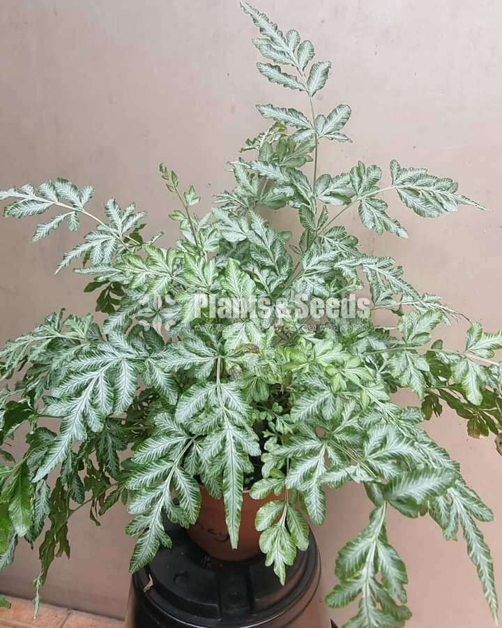 Ferns
