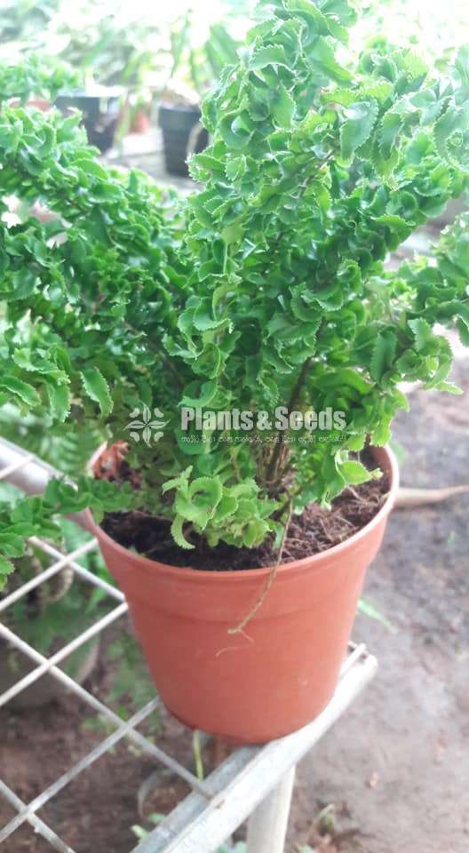 Ferns