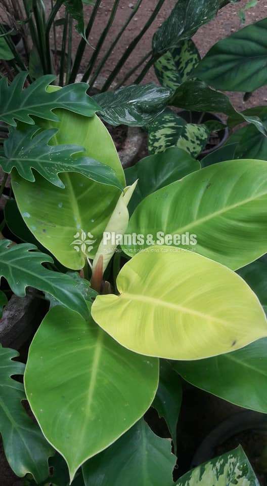 Moonlight philodendron