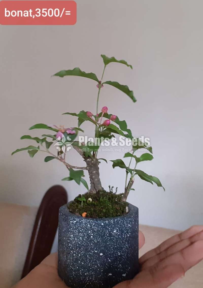 Bonnet Bonsai (බොනට්)