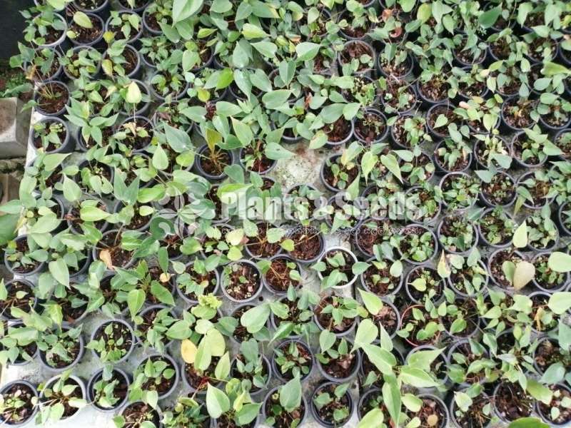 Lady Jane (ලේඩි ජේන් )