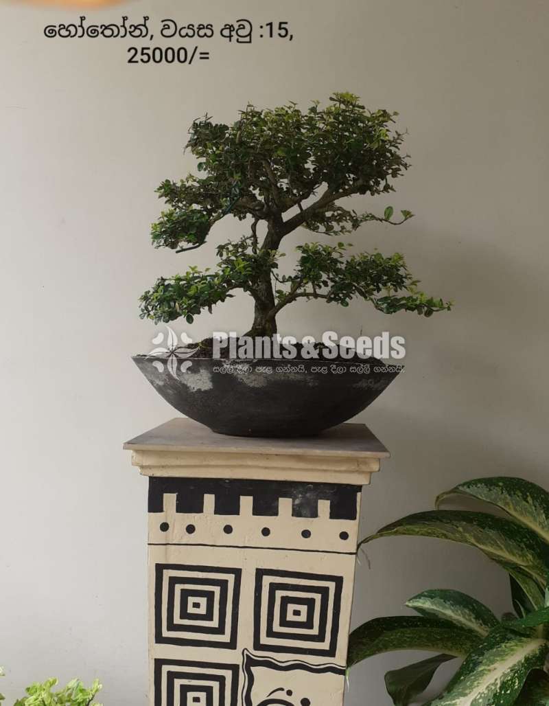 Hothon Bonsai