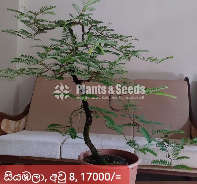 Tamarine Bonsai
