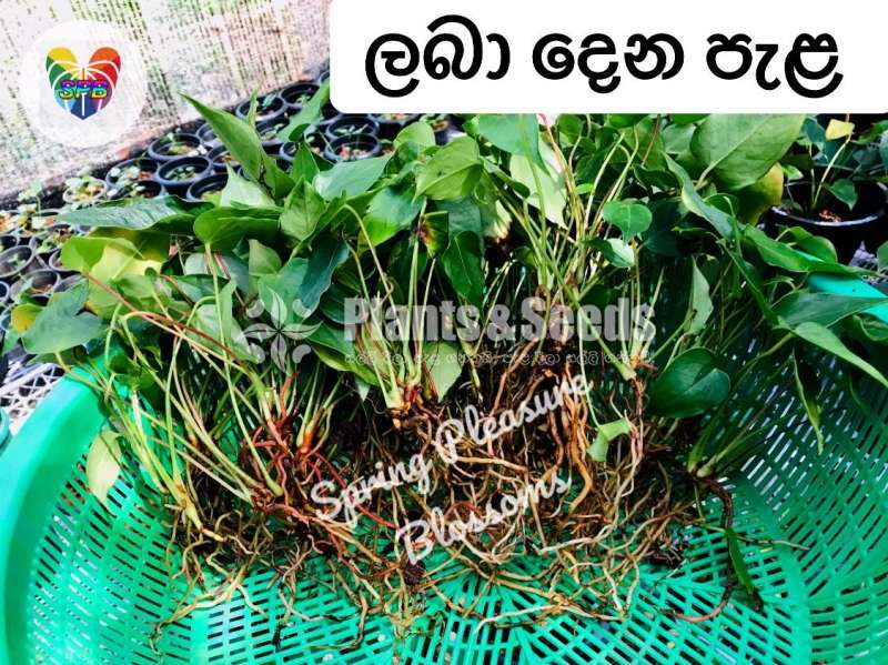 Anthurium(ලේඩි ජේන් ) 25 Plants