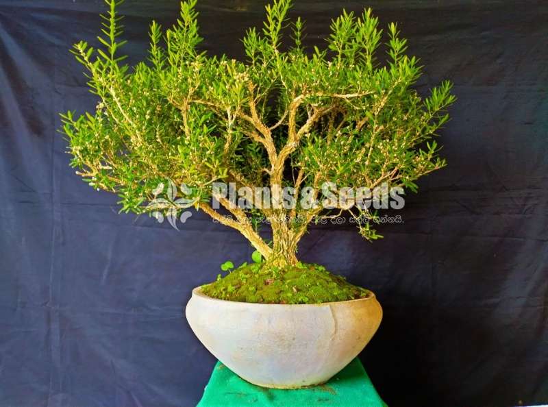 20 Years Boxwood Bonsai for sale