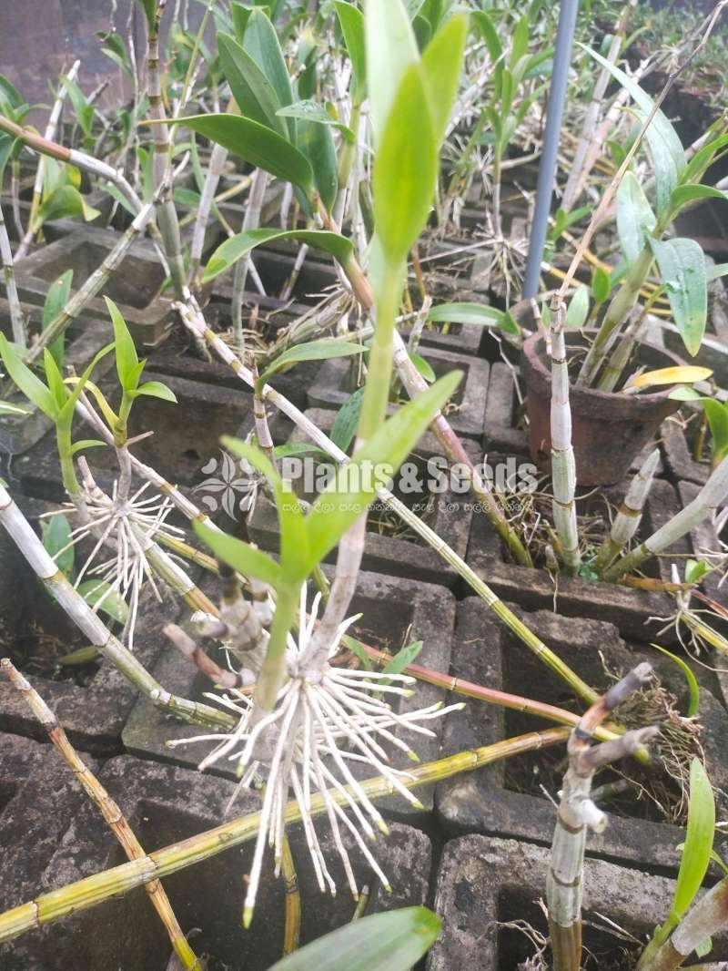 Orchids (ඕකිඩ්)