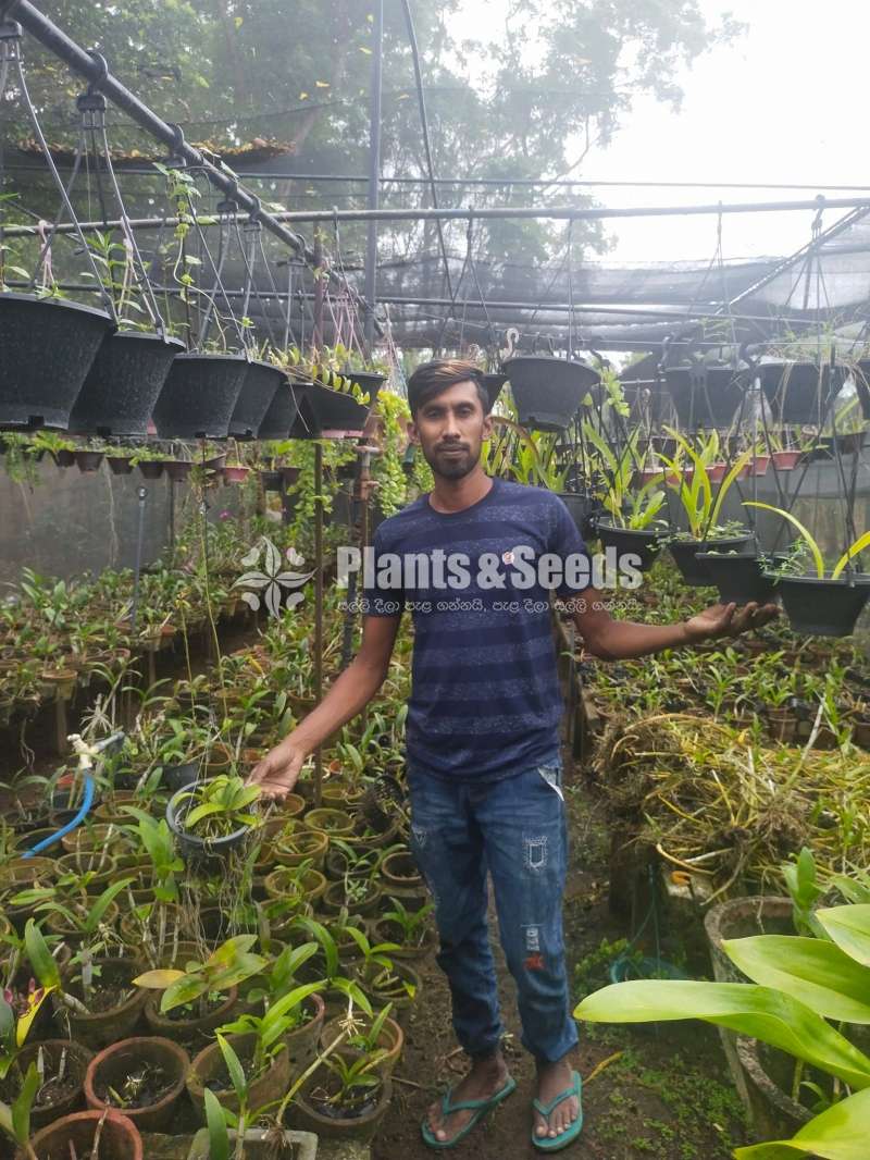 Orchids (ඕකිඩ්)