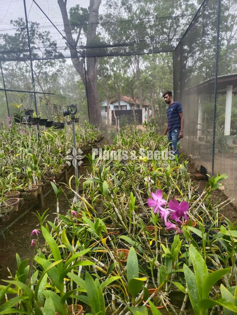 Orchids (ඕකිඩ්)