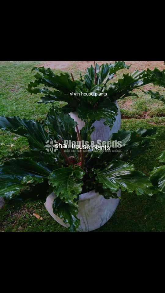 Anthurium hookeri birds nest 