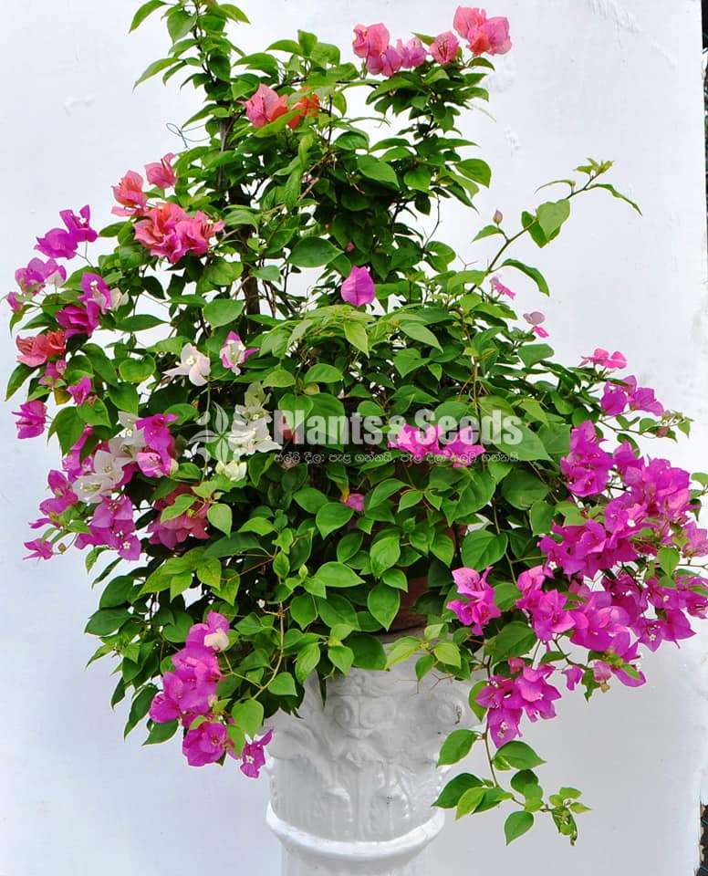 Bougainvillea (බෝගන්විලා)