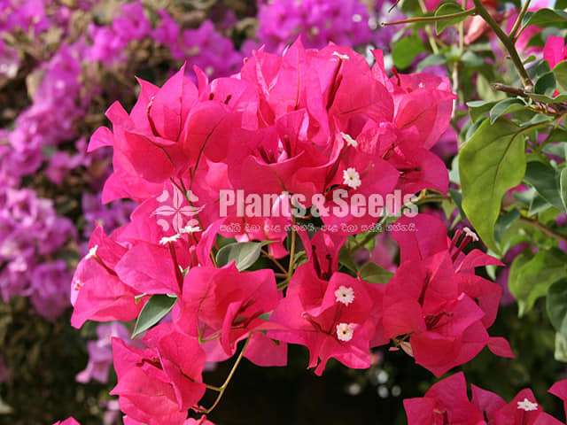 Bougainvillea (බෝගන්විලා)