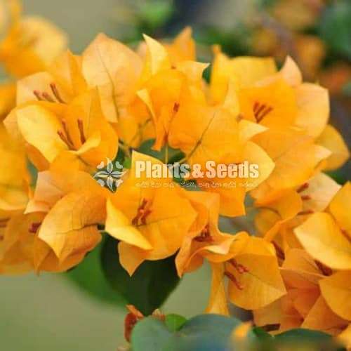 Bougainvillea (බෝගන්විලා)