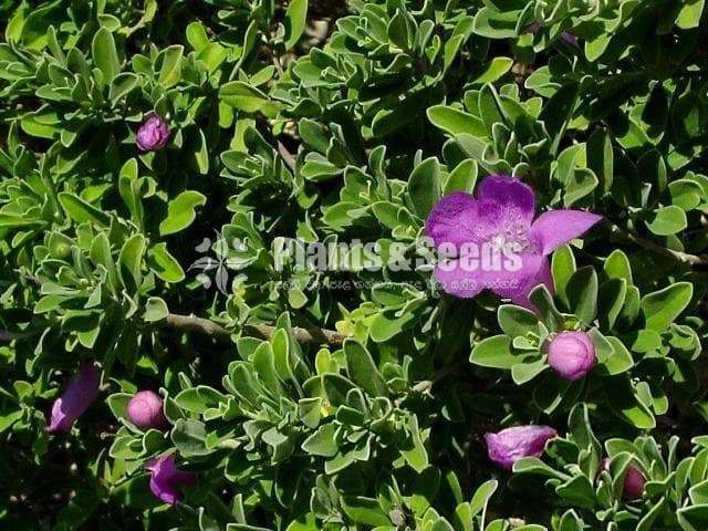 Niyon (නියෝන් )