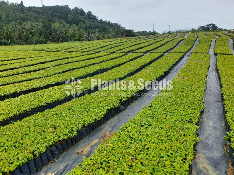 Cinnamon Plants  (කුරුදු පැල)