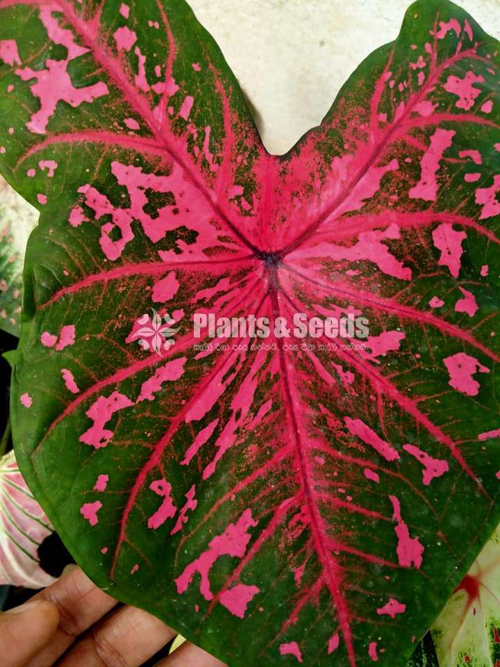 Caladium Collection