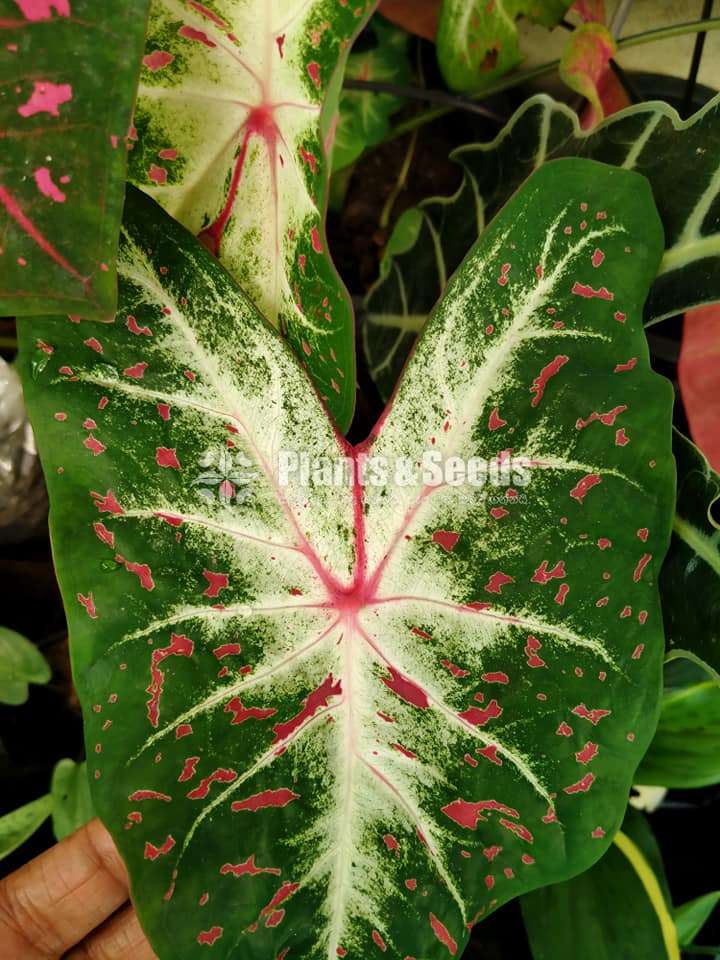 Caladium Collection