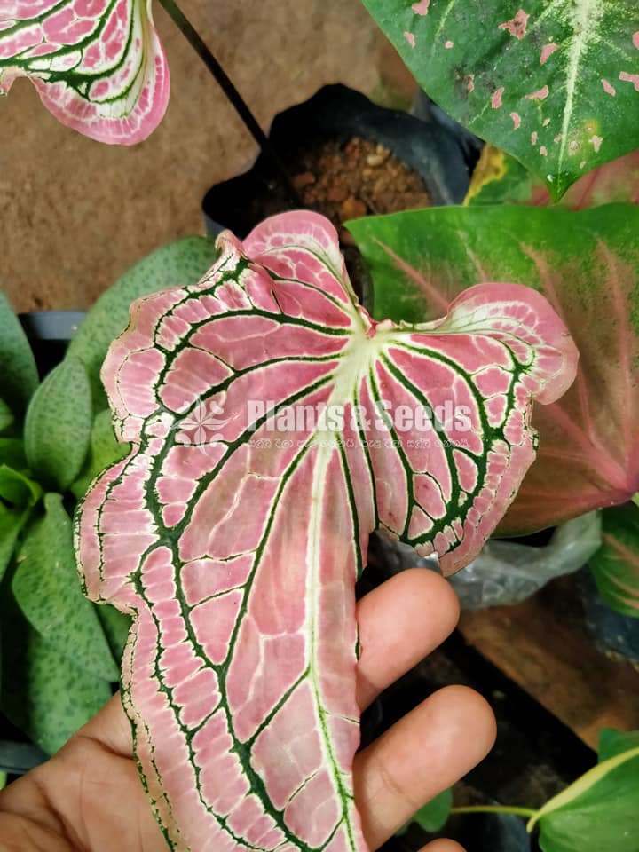 Caladium Collection