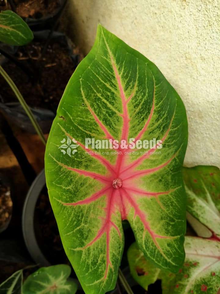 Caladium Collection