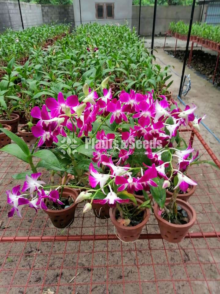 Dendrobium Orchid Plants with Flowers