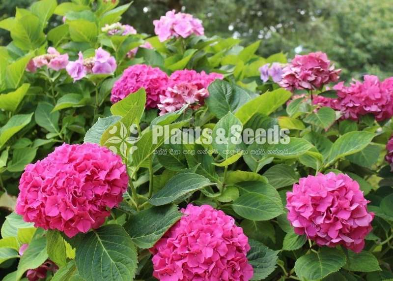 Harincha (හයරින්චා)